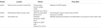 The Roles of Junctional Adhesion Molecules (JAMs) in Cell Migration